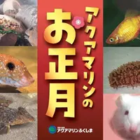 アクアマリンのお正月