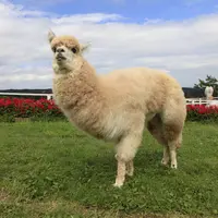 アルパカ イメージ