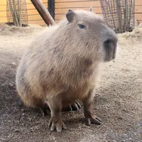 カピバラ イメージ