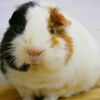 モルモット イメージ