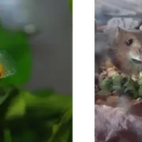 ねずみウォークラリー イメージ