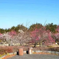 小田原フラワーガーデンの渓流の梅園（※過去撮影）