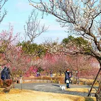 小田原フラワーガーデンの渓流の梅園（※過去撮影）