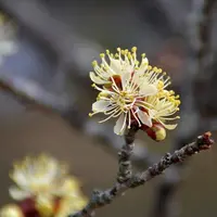 黄金梅（おうごんばい）