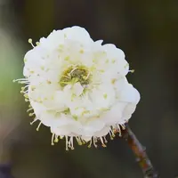 金銭緑萼（きんせんりょくがく）