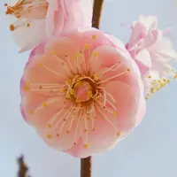 紅粉台閣（こうふんたいかく）