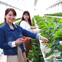 イチゴ狩り&食べ放題 イメージ