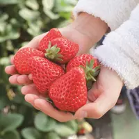 紅ほっぺ イメージ