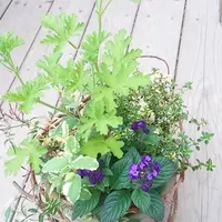 ワークショップ[寄せ植え]
