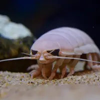 オオグソクムシ