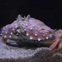 コツノキンセンモドキ
