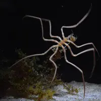 ヤマトトックリウミグモ