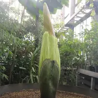 今回の花芽 令和2年1月6日時点　高さ112cm　国立科学博物館