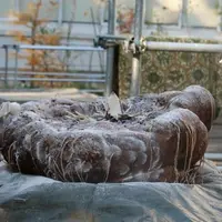 ショクダイオオコンニャクのイモ（令和元年11月6日時点） イモ重量67kg、直径71cm、厚さ30cm　国立科学博物館