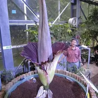 過去の開花（平成24年）　国立科学博物館