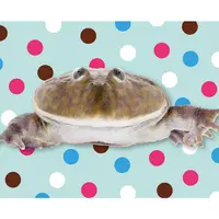 水族館のタピるカエル！（マルメタピオカガエル）