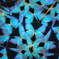 昆虫万華鏡のイメージ（モルフォチョウの仲間）