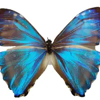 昆虫万華鏡のイメージ（モルフォチョウの仲間）