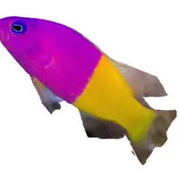 バイカラードティーバック