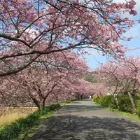 河津桜まつり