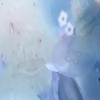 クラゲ水槽の背面に桜の映像