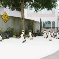 ケープペンギン