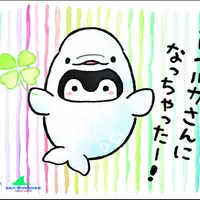 ドルフィン：ポストカード