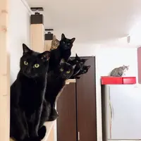 「みんなでひょっこり」