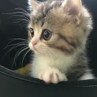 「カバンからひょっこり」