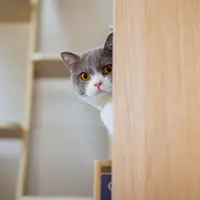 「棚からひょっこり」