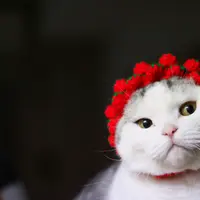 「苺のお帽子似合うかにゃ」
