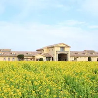 約10万本のナノハナの花畑（横須賀市長井海の手公園 ソレイユの丘）※2020年1月24日撮影