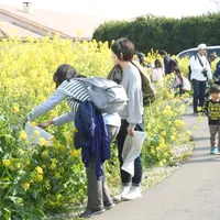 菜の花摘み取り体験