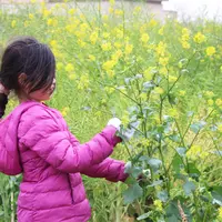 菜の花摘み取り体験
