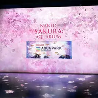 桜便り イメージ