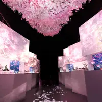 零れ桜 イメージ