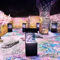 舞桜の庭 イメージ