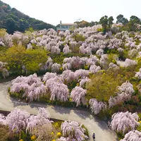 花見山