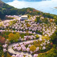 花見山