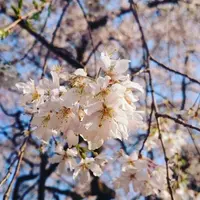 小川町さくらロード