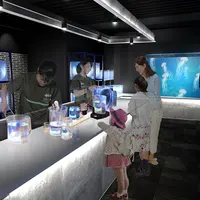 「京都クラゲ研究部」 イメージ