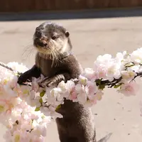 コツメカワウソのグリーティングタイム