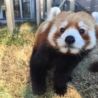 ネイ
