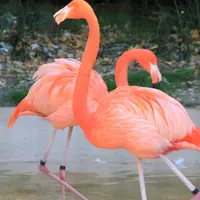 ベニイロフラミンゴ