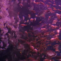 キンメモドキのお花見