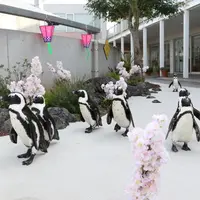 ケープペンギンのお花見パレード