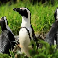 サンシャイン水族館 ペンギン イメージ