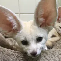 フェネック
