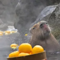 元祖カピバラの露天風呂