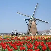 佐倉チューリップフェスタ